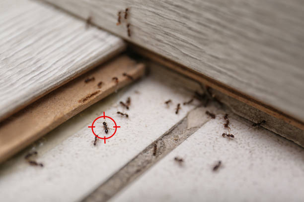 Best Pest Control for Homes  in Fairview Shores, FL